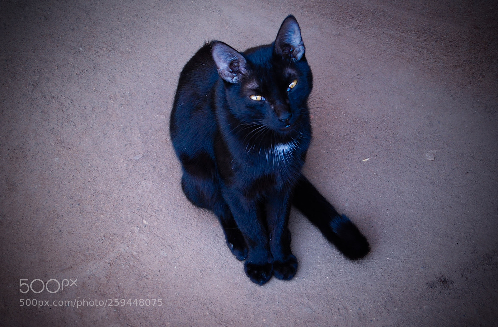 Nikon D40 sample photo. Cute cat photography