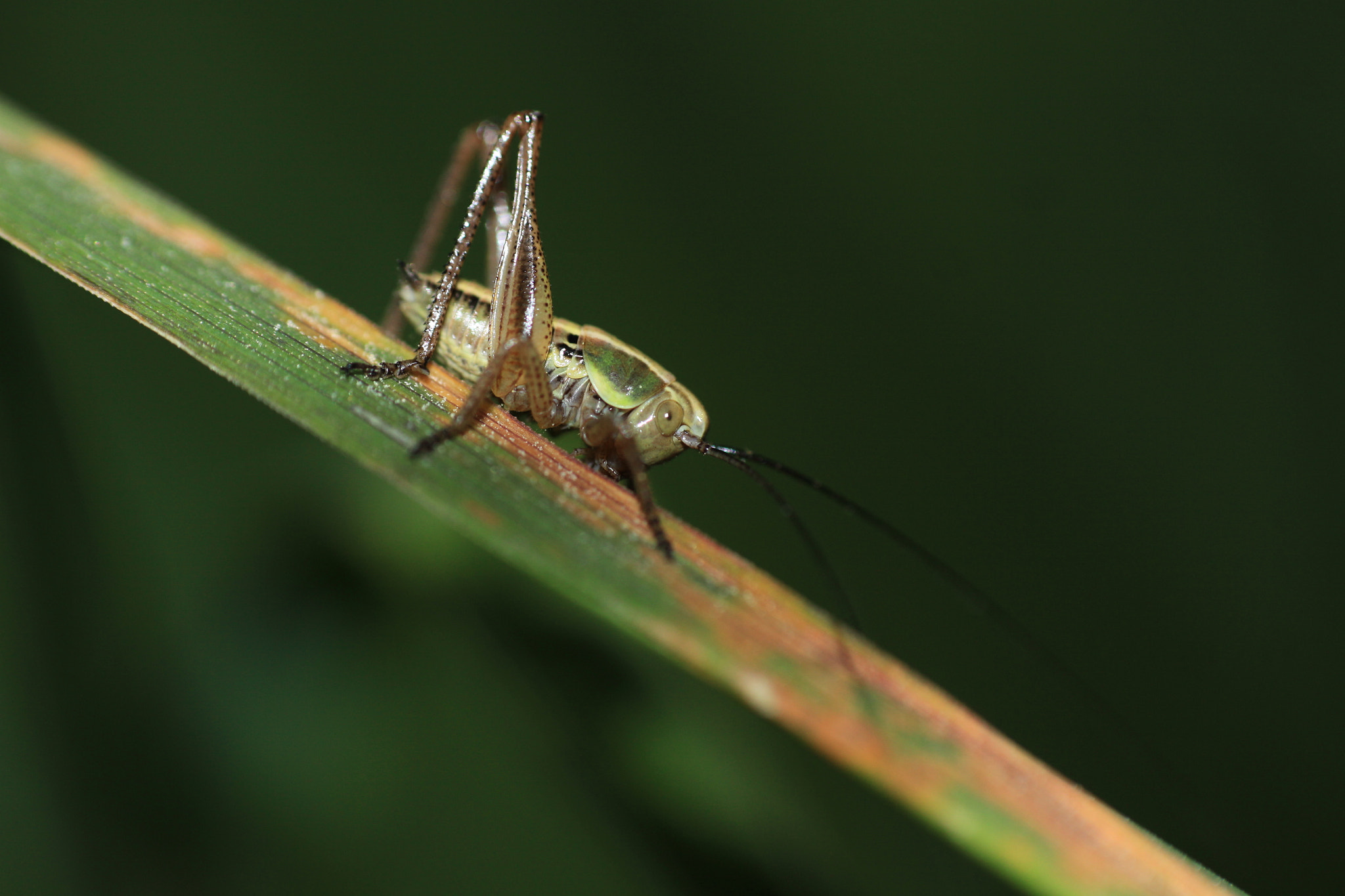 Canon EF 100mm F2.8 Macro USM sample photo. Reverie photography