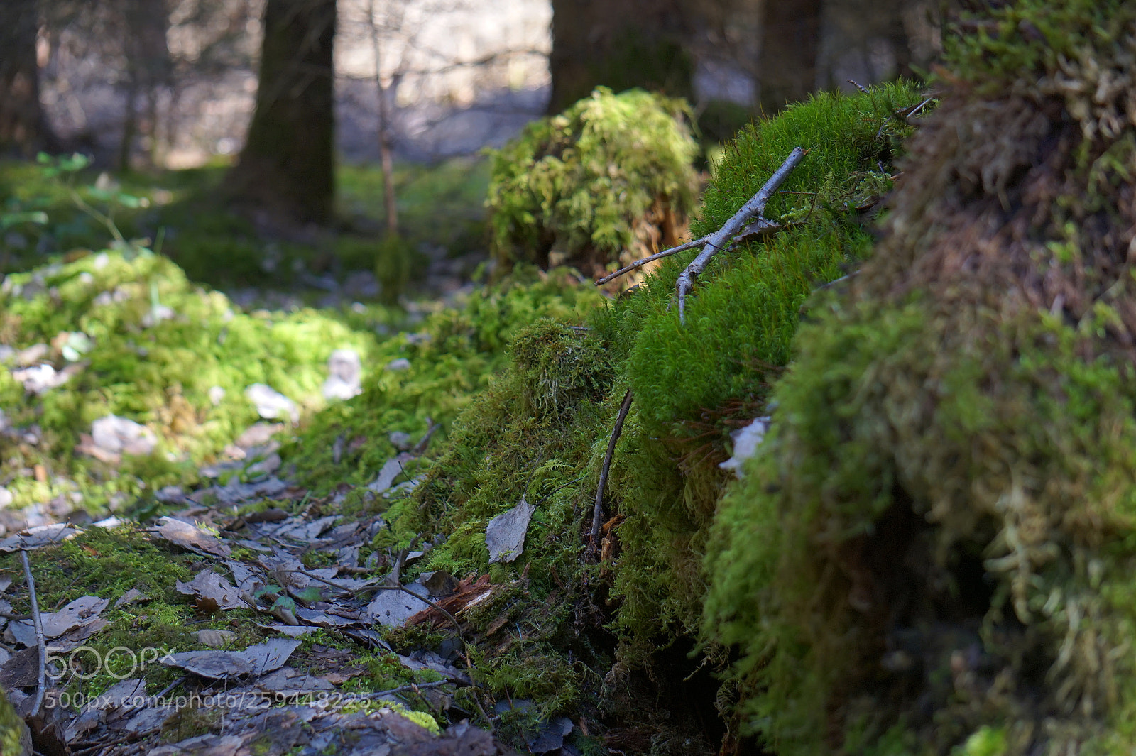 Sony Alpha a5000 (ILCE 5000) sample photo. Spring blast photography