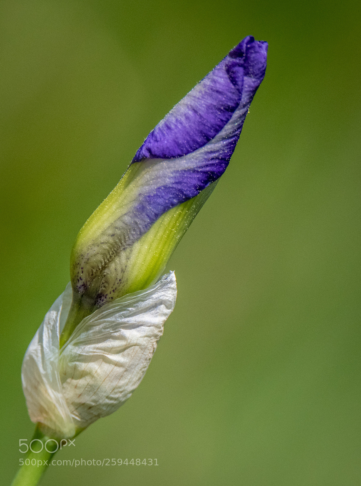 Nikon D850 sample photo. An iris unfurls photography