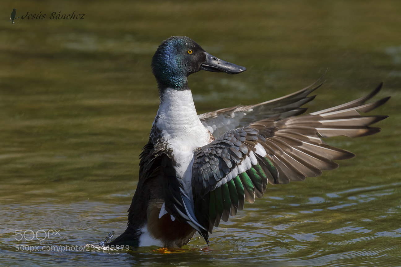 Canon EOS 7D sample photo. Pato cuchara (anas clypeata) photography