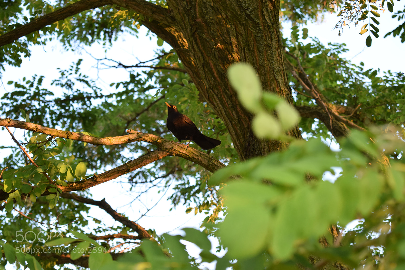 Nikon D5300 sample photo. Bird photography