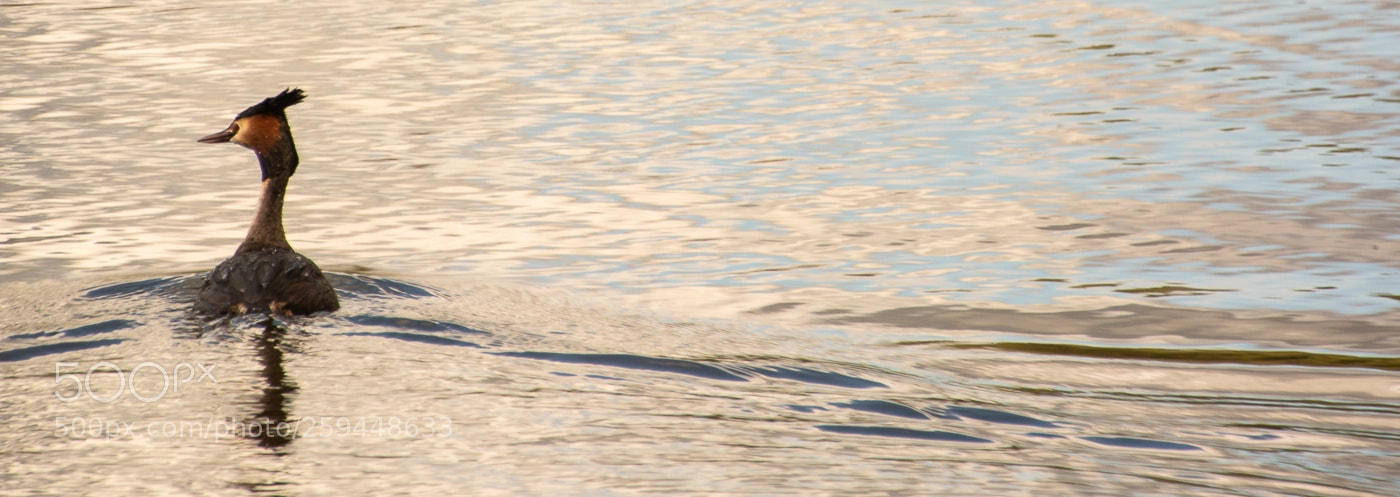 Nikon D7100 sample photo. Great crested grebe photography