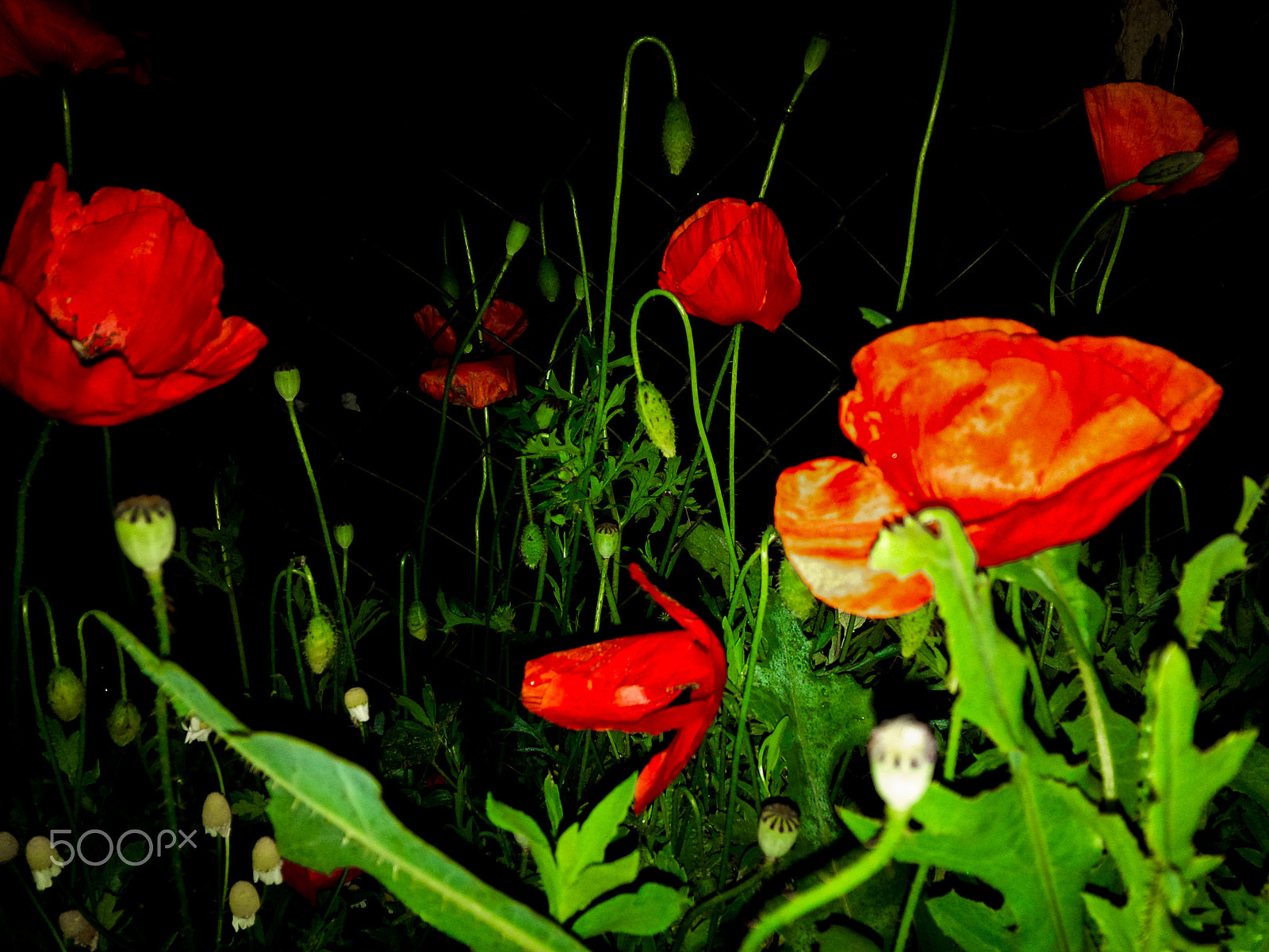 BlackBerry Z10 sample photo. 1 photography
