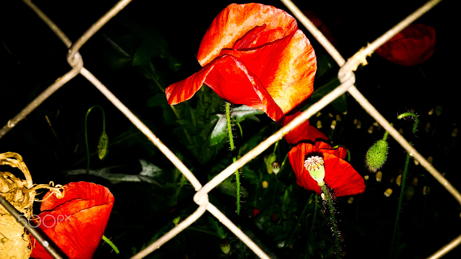 BlackBerry Z10 sample photo. 2 photography