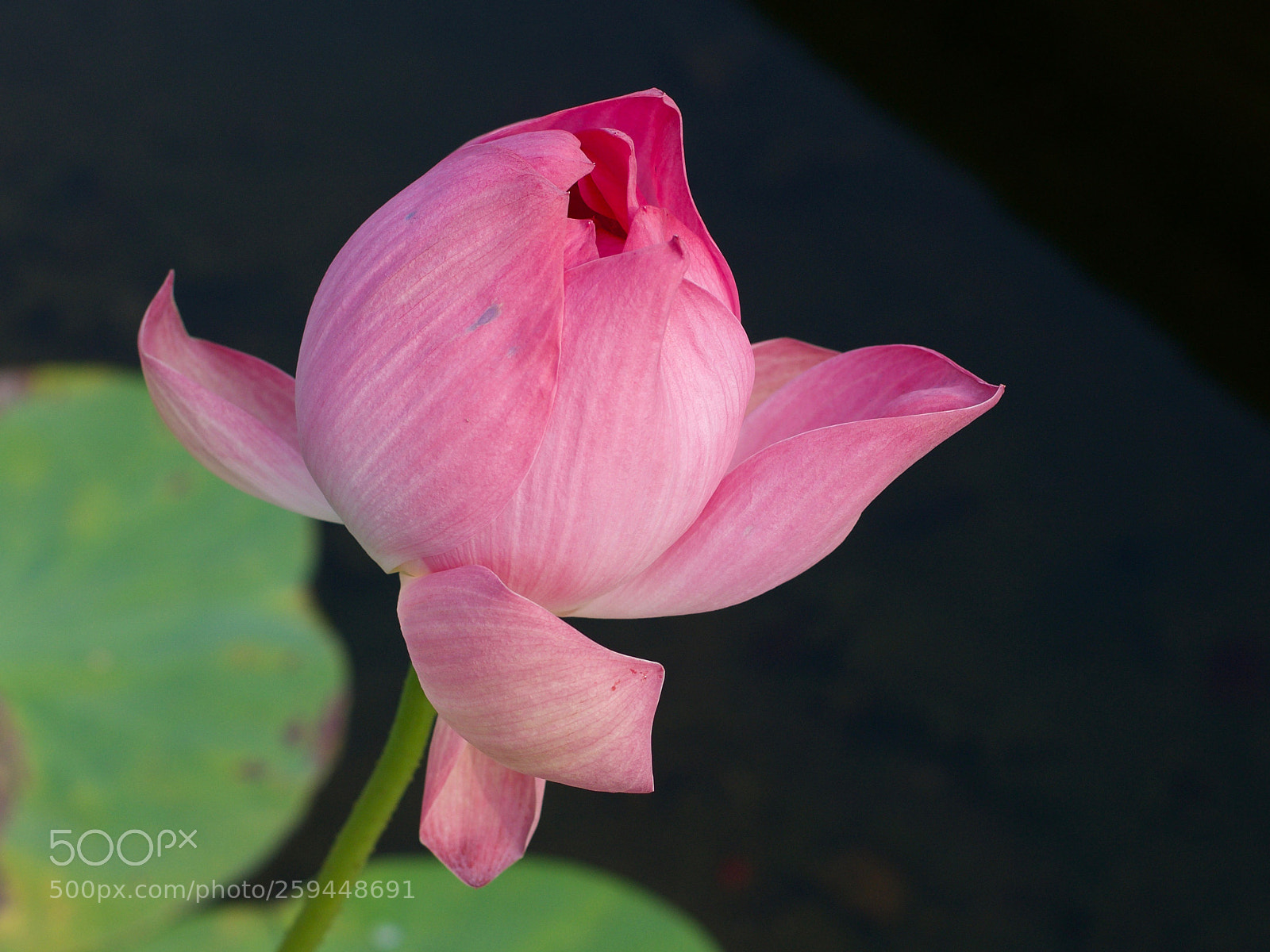 Nikon D7200 sample photo. Untitled photography