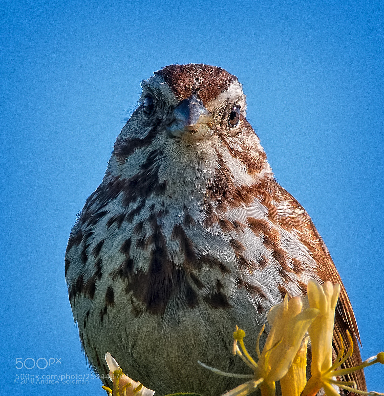 Nikon D500 sample photo. The look (song sparrow) photography