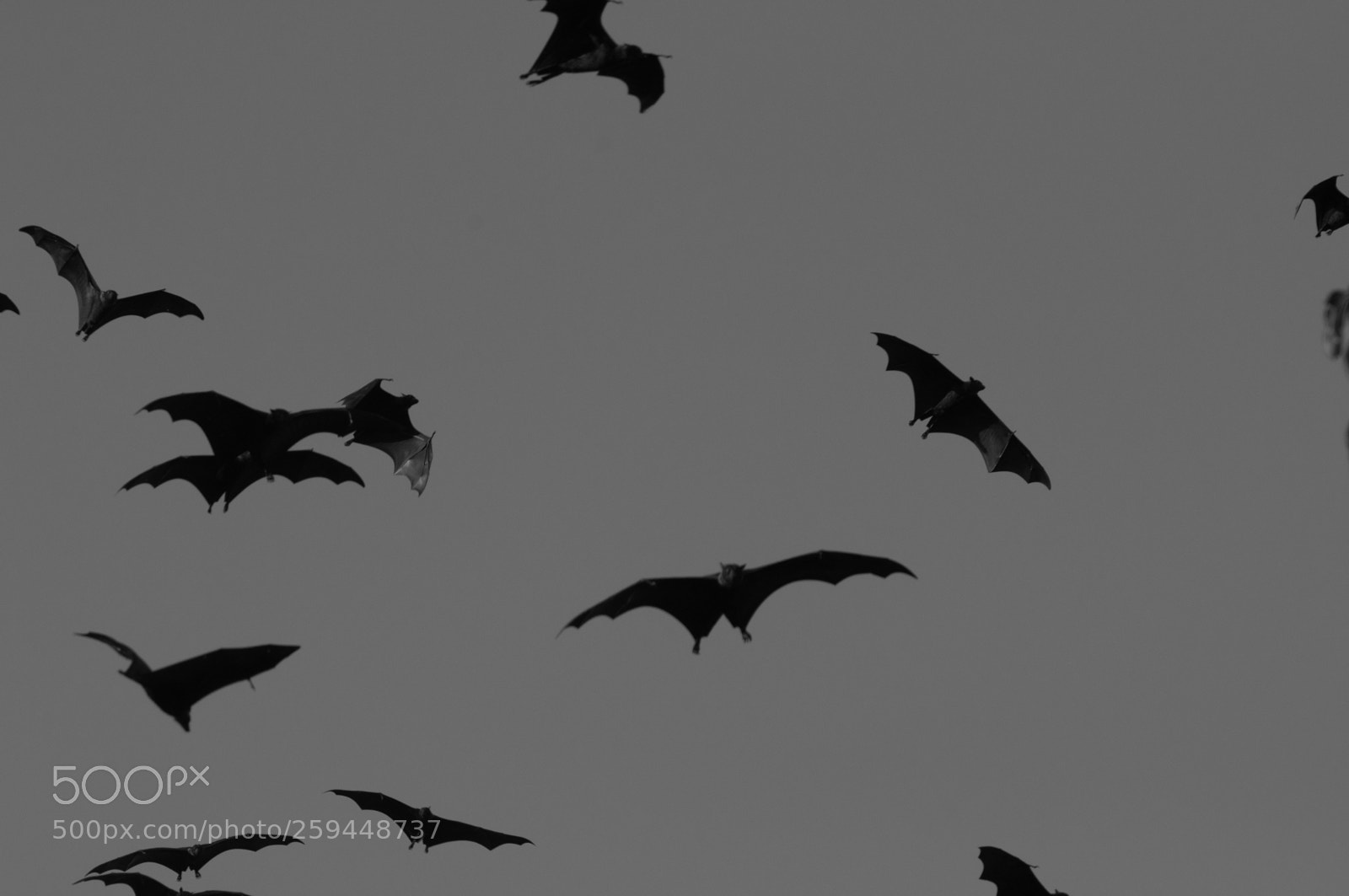 Nikon D5000 sample photo. Children of the night photography