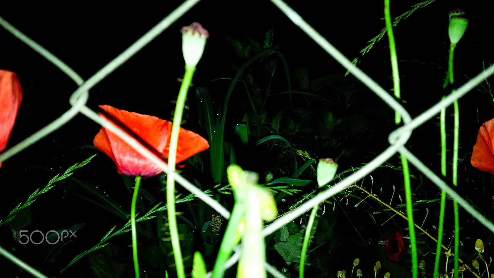 BlackBerry Z10 sample photo. 3 photography