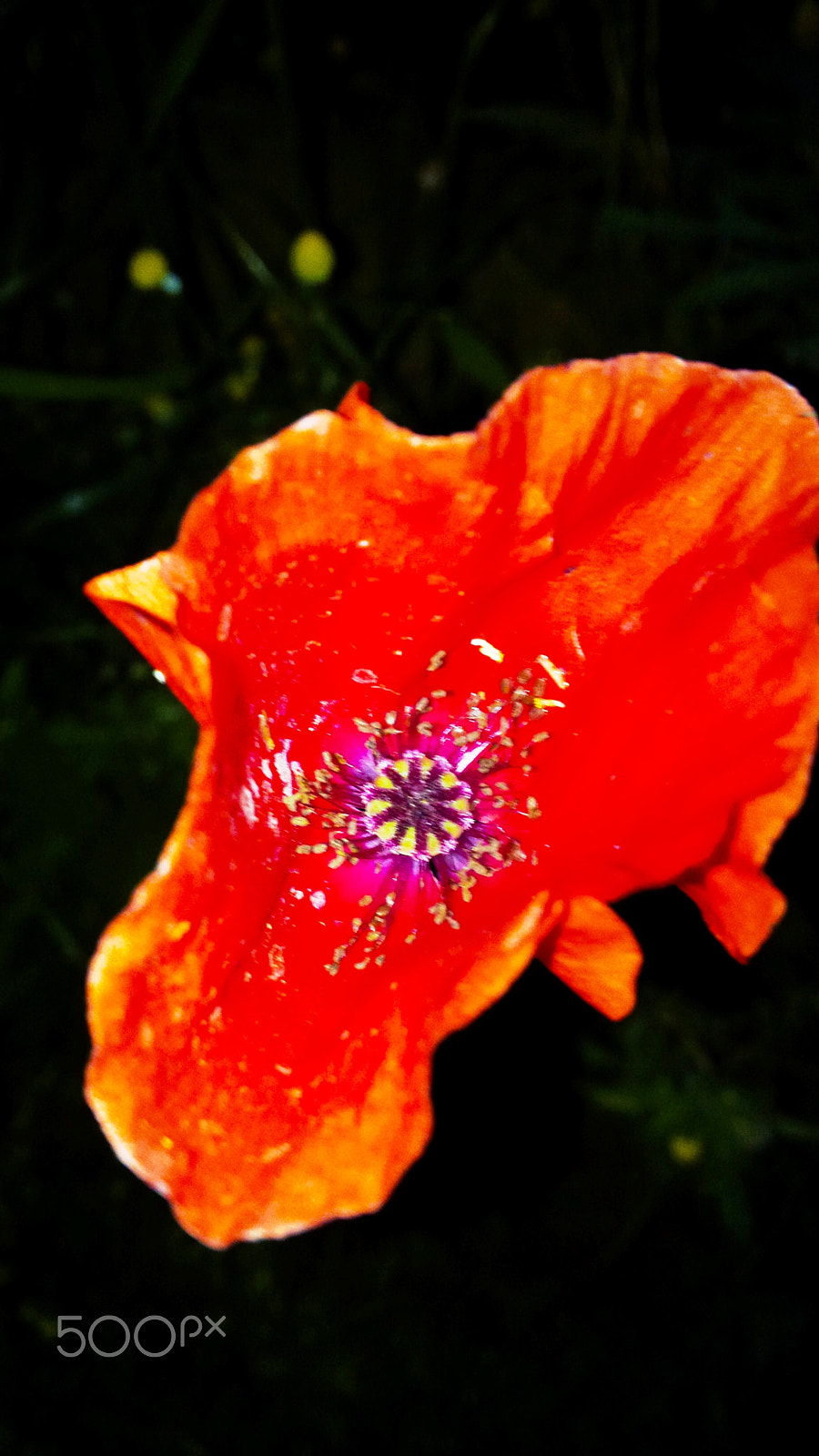BlackBerry Z10 sample photo. 4 photography