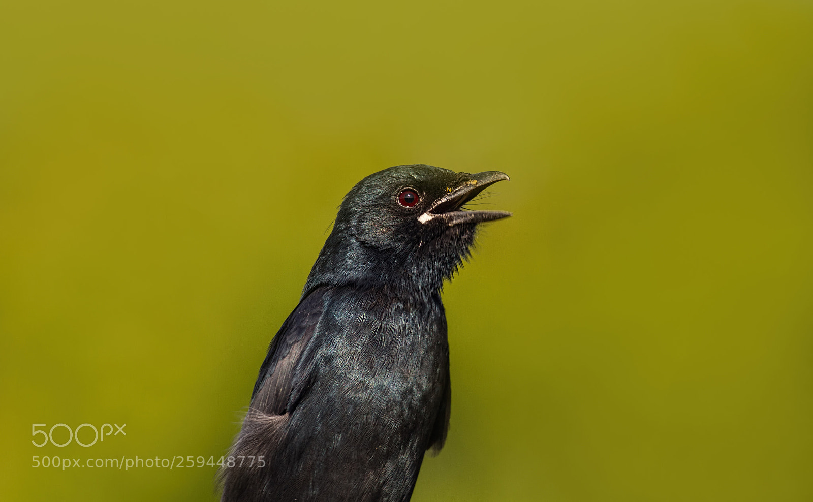 Canon EOS 7D sample photo. Black drongo... photography