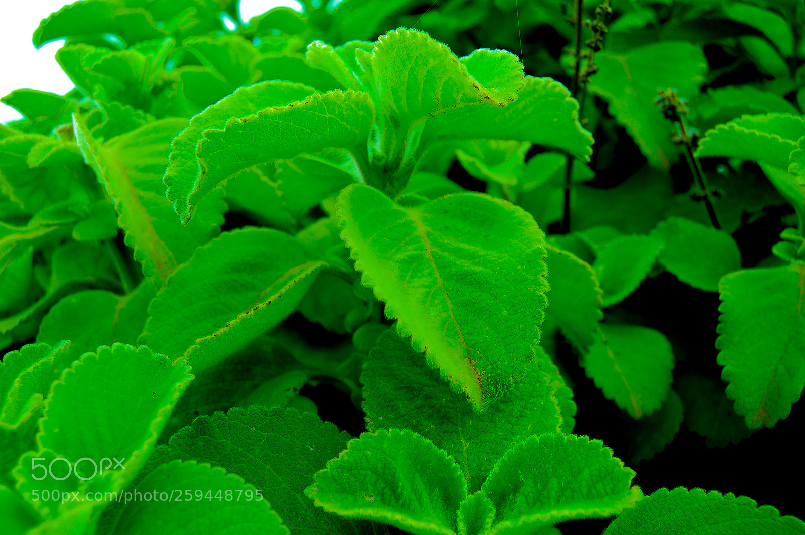 Nikon D40 sample photo. Leafy photography