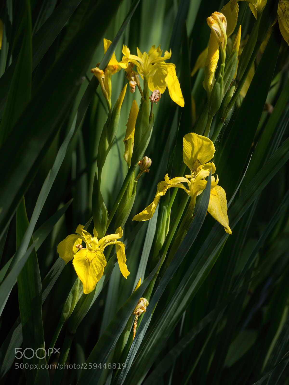 Olympus OM-D E-M10 II sample photo. Yellow irisses photography