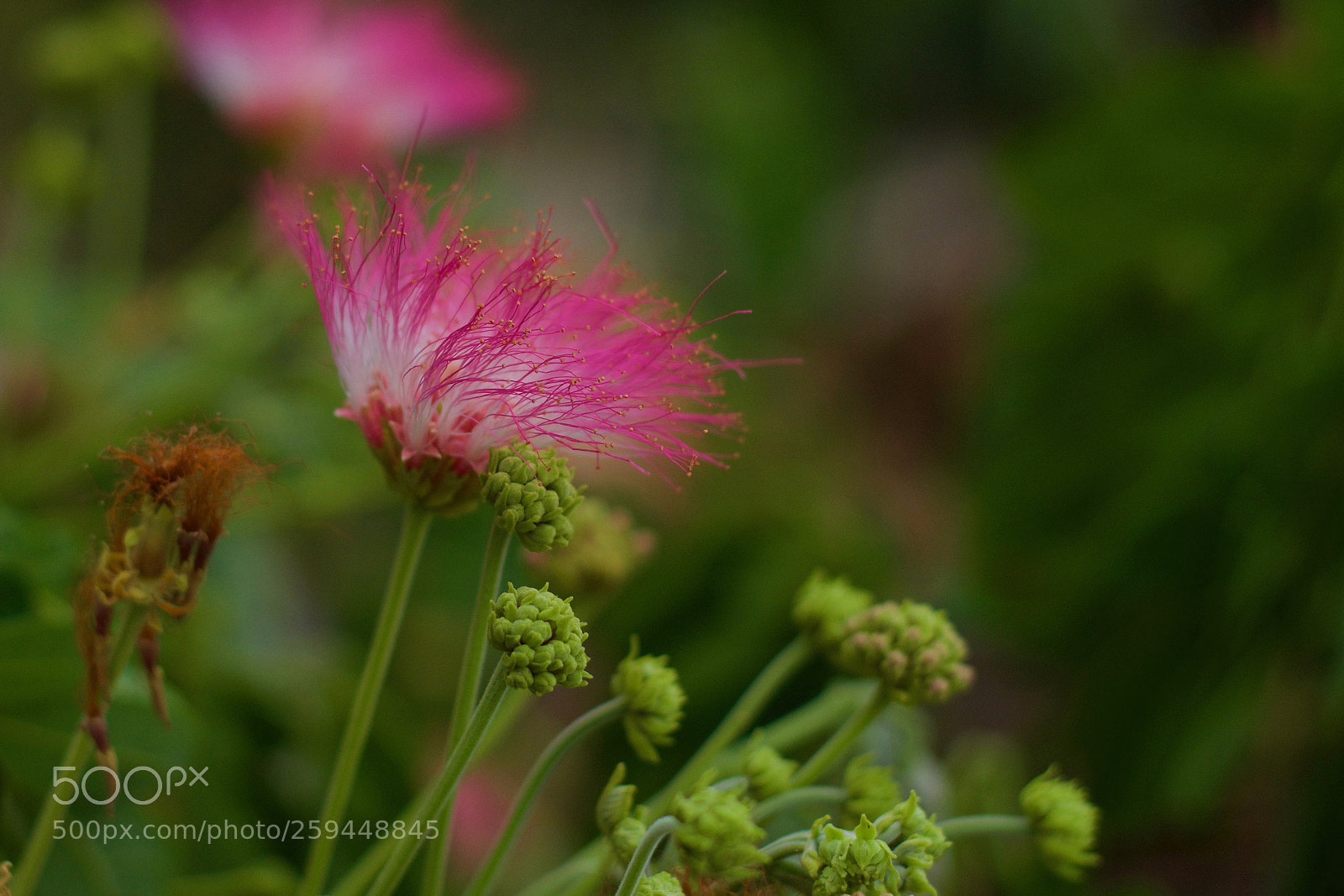 Nikon D7200 sample photo. Untitled photography
