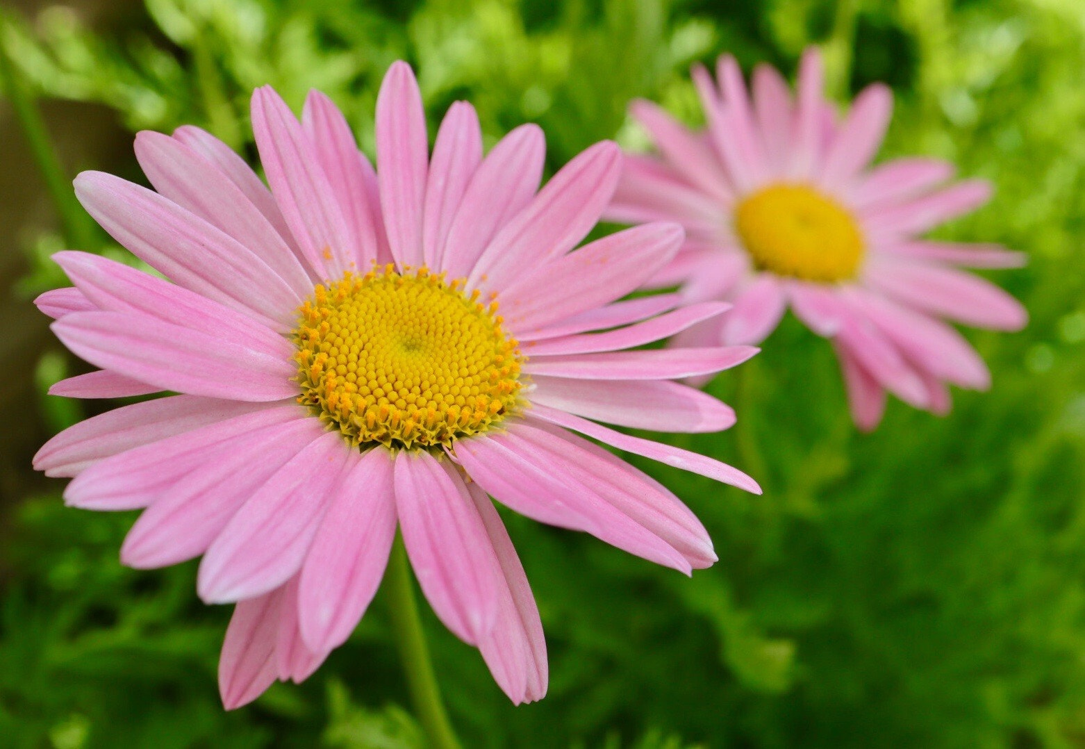 Canon EOS M50 (EOS Kiss M) sample photo. Pink & yellow photography