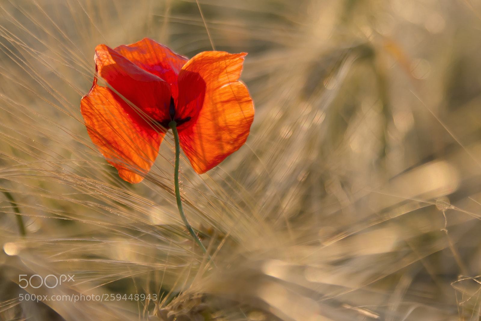 Nikon D5100 sample photo. Pop photography