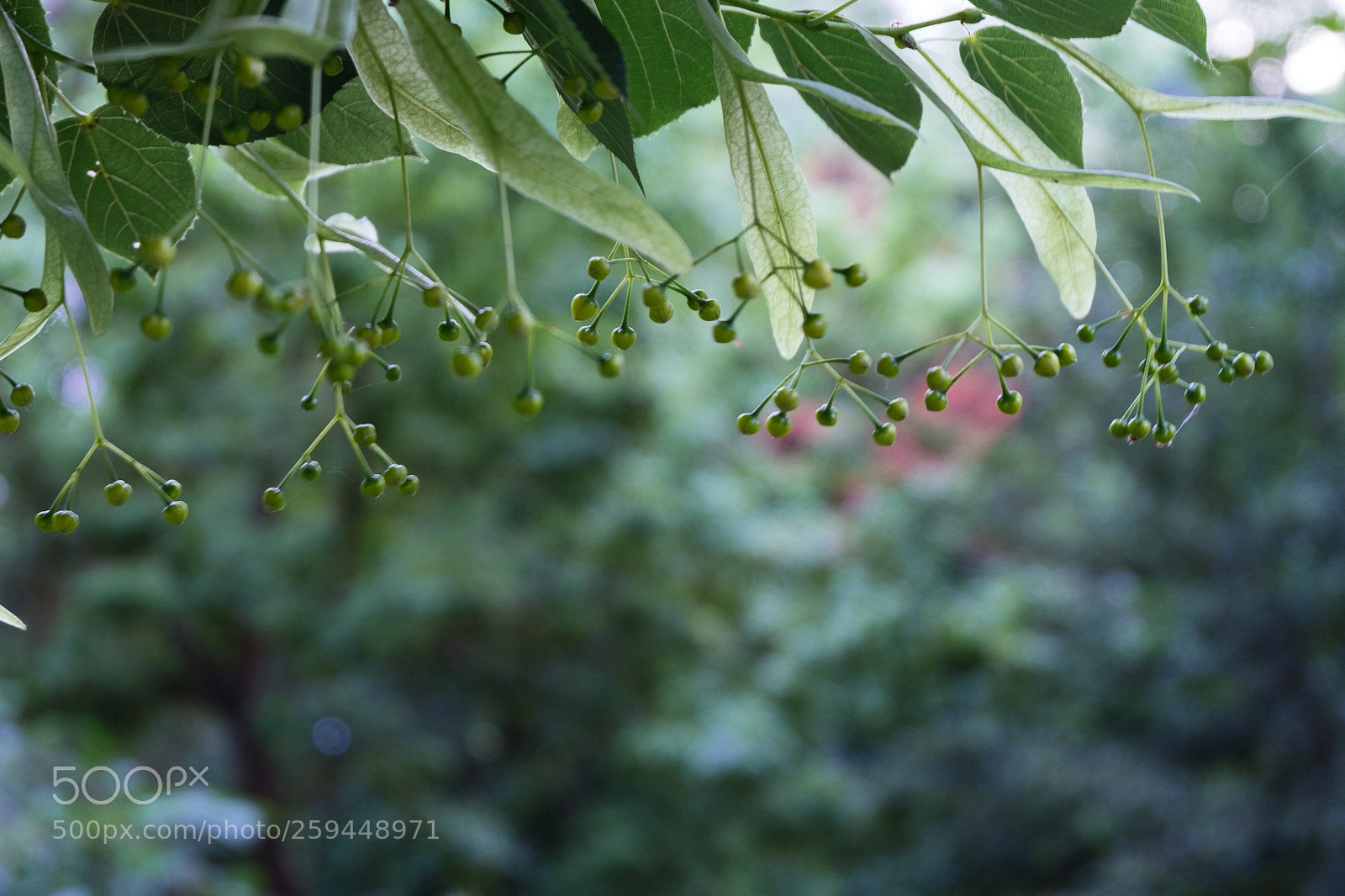 Fujifilm X-T20 sample photo. Softly photography