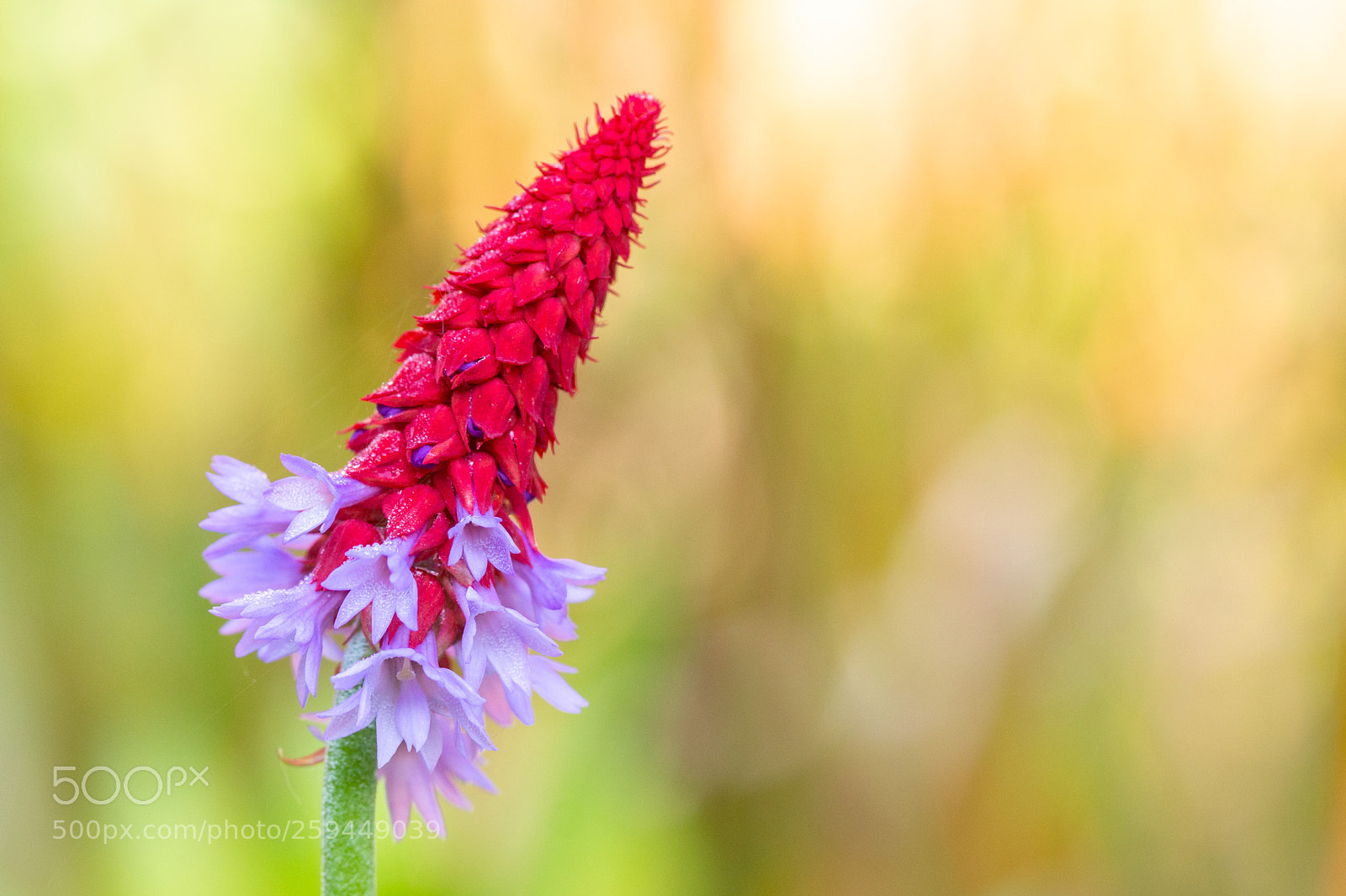 Canon EOS 70D sample photo. Glistening primula photography