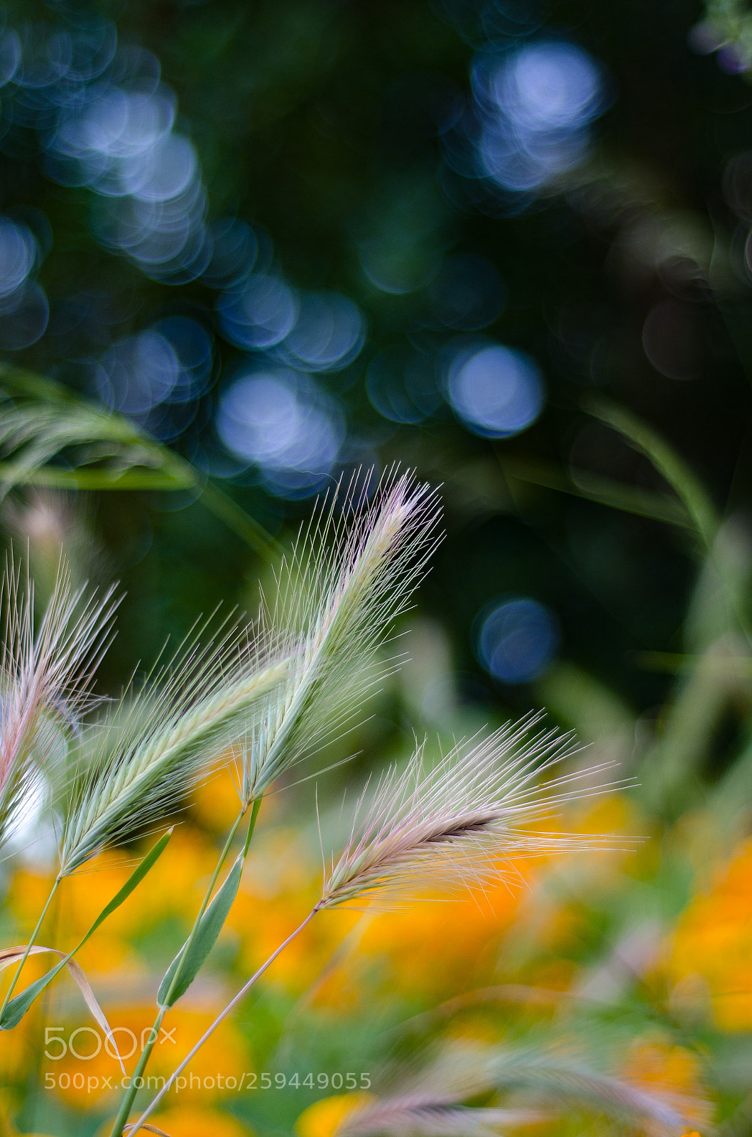 Nikon D7000 sample photo. Bokeh photography