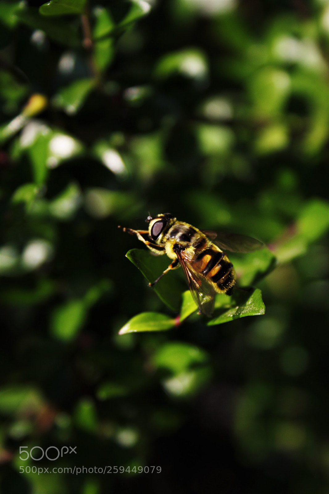 Canon EOS 1000D (EOS Digital Rebel XS / EOS Kiss F) sample photo. Bee photography