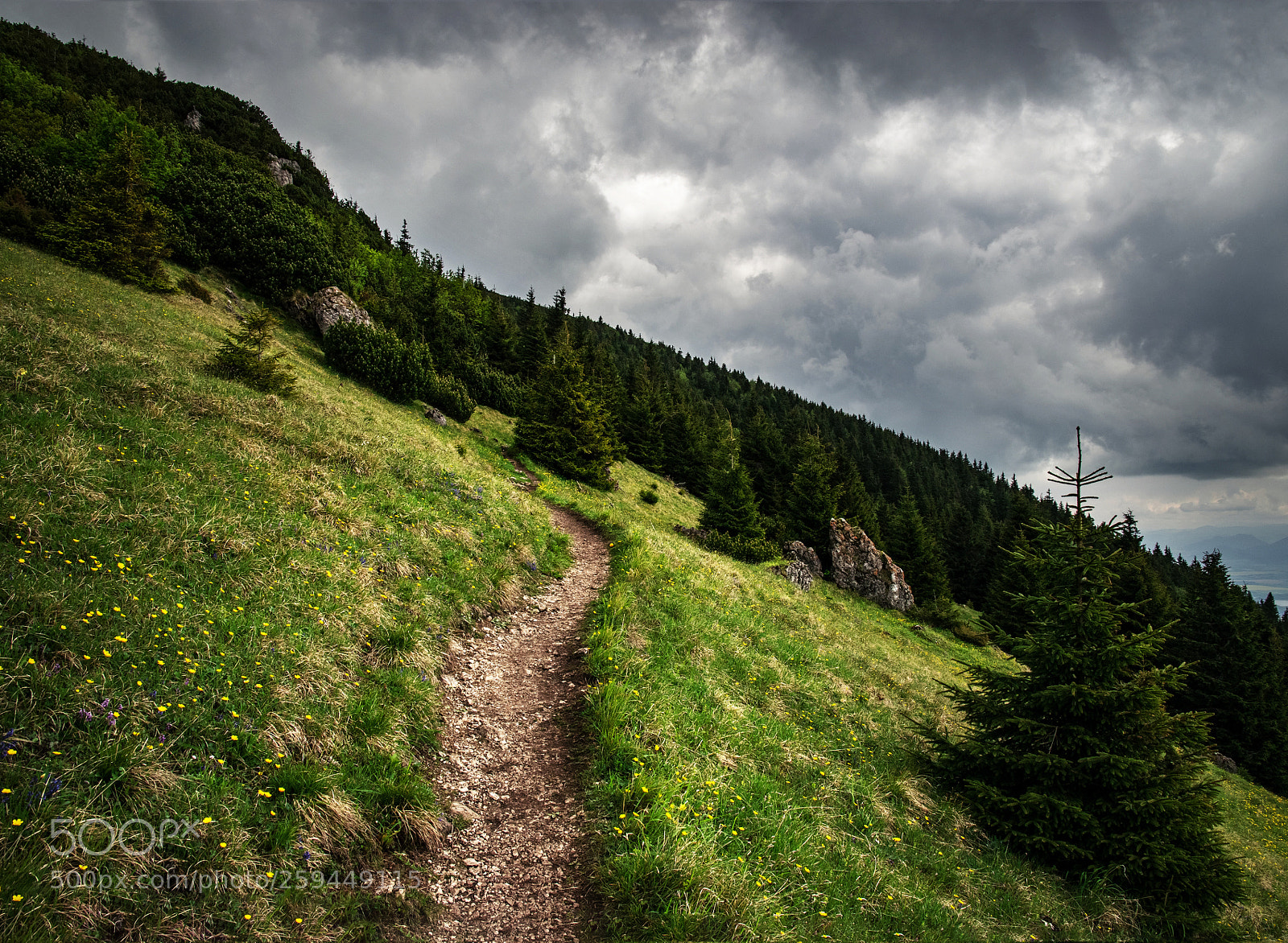 Nikon D5500 sample photo. Mountain trail up the photography