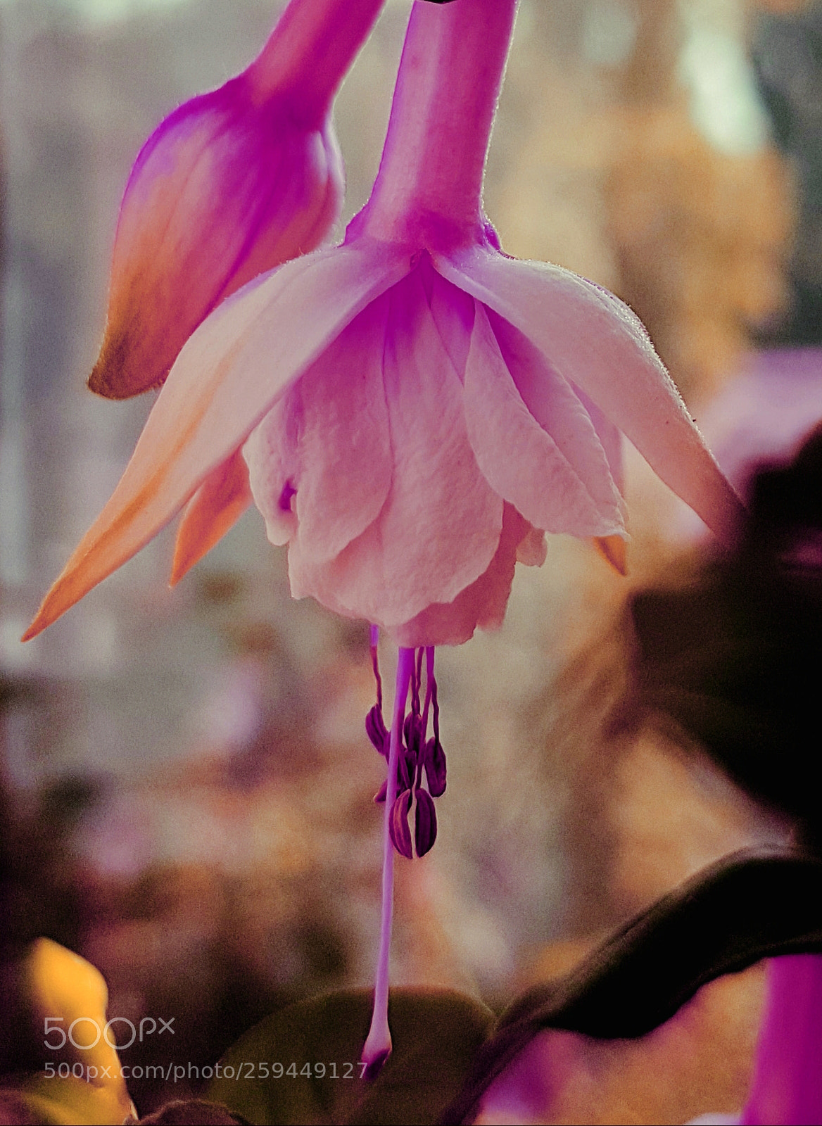 Samsung Galaxy S7 sample photo. Fuchsia photography