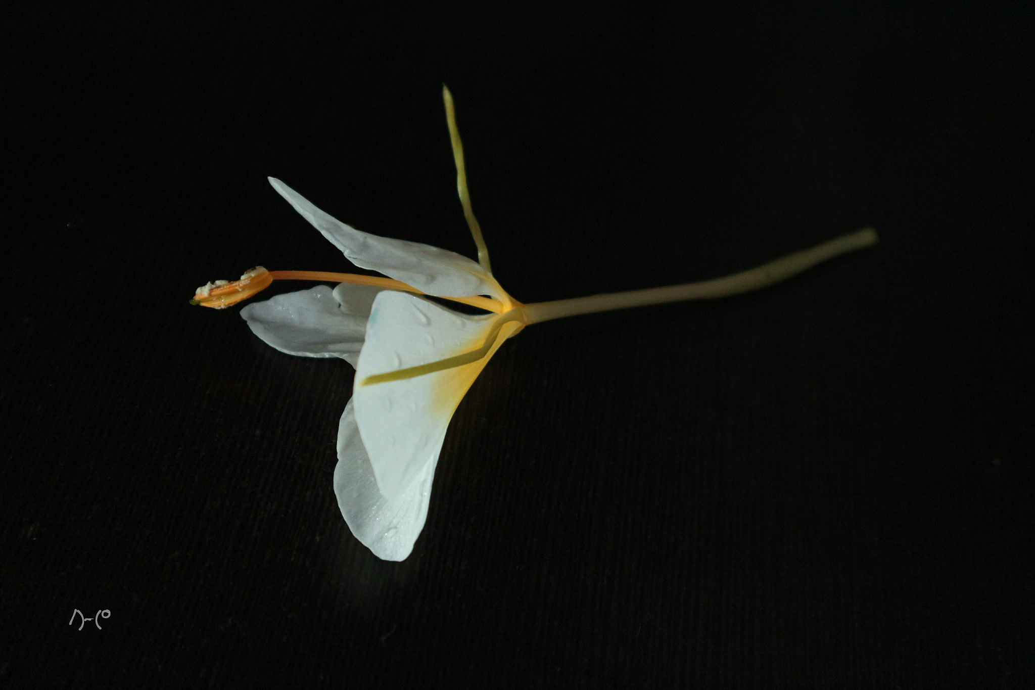 Canon EOS M10 sample photo. Ginger lily - on table photography