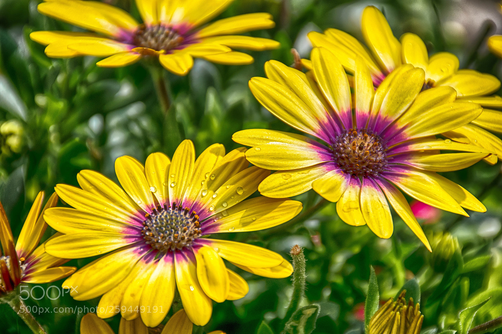 Nikon D5500 sample photo. Yellow photography