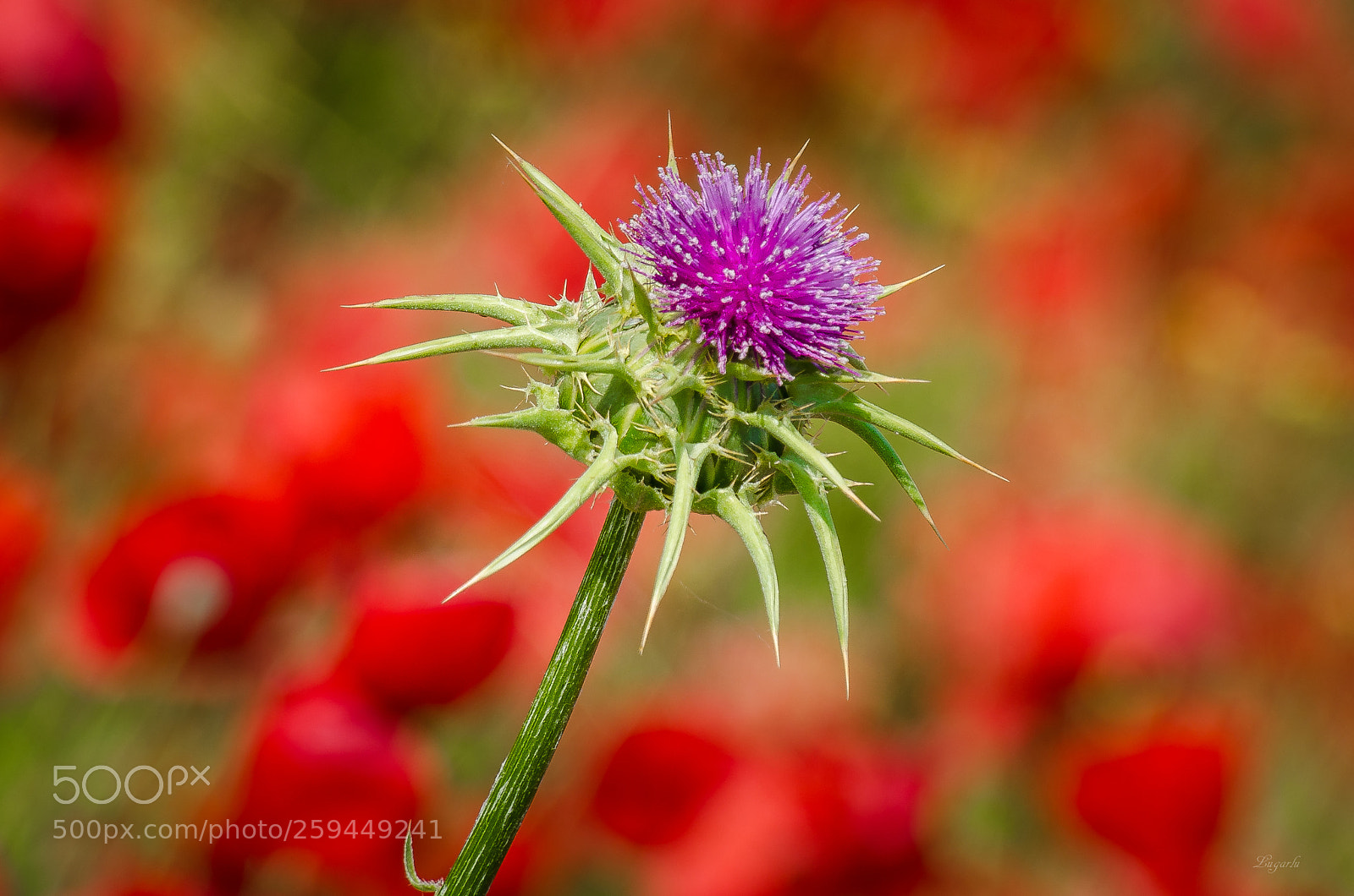 Nikon D7000 sample photo. Solitario photography