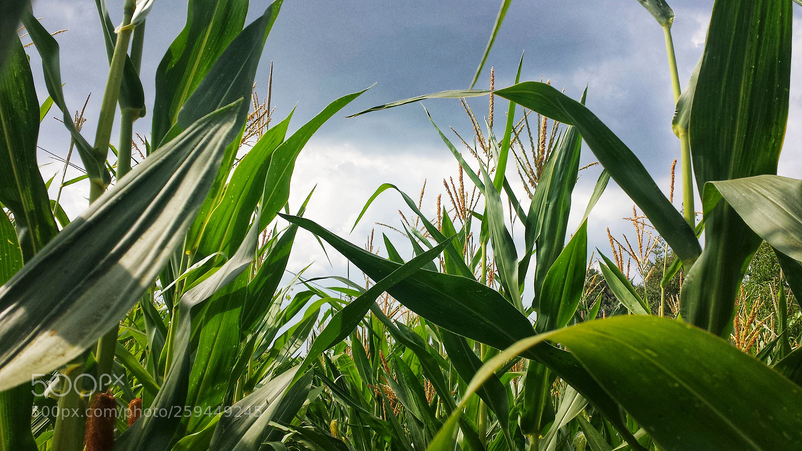 Samsung Galaxy S4 sample photo. Untitled photography