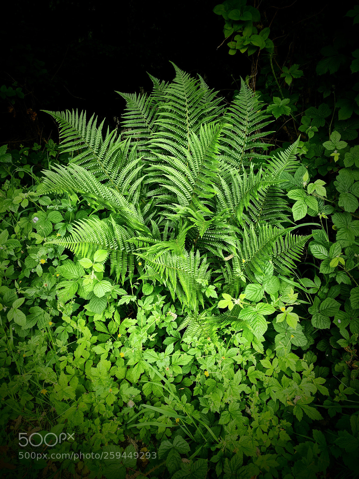 Google Pixel sample photo. Simply ferns photography