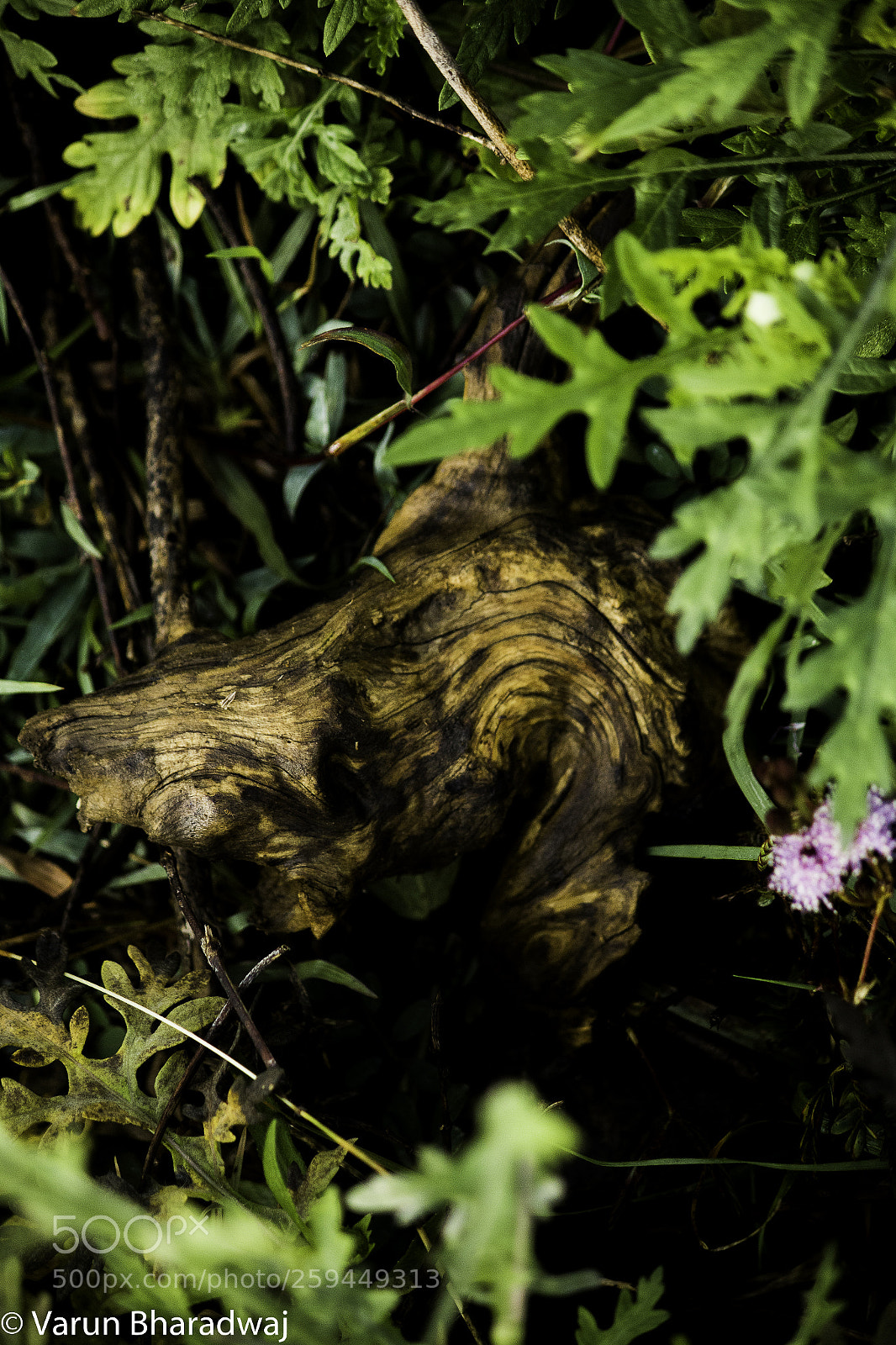 Canon EOS 70D sample photo. The wood photography