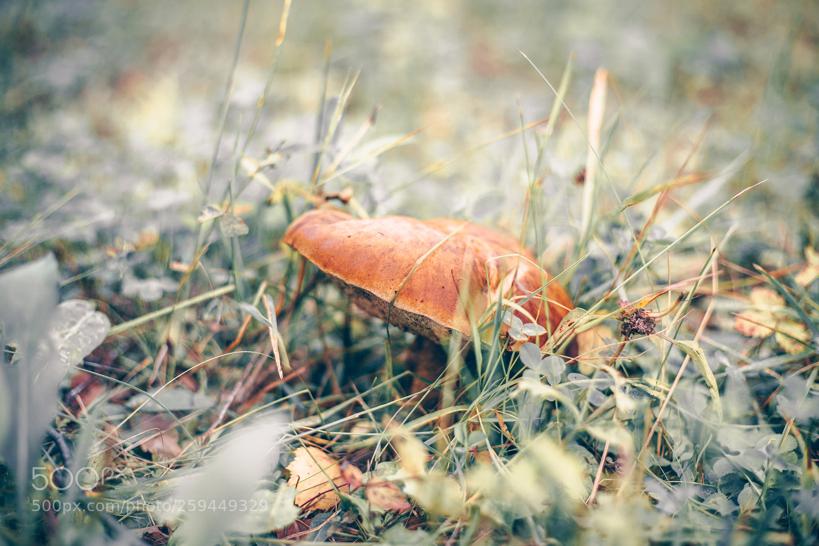 Canon EOS 5D sample photo. Mushroom close up sunny photography