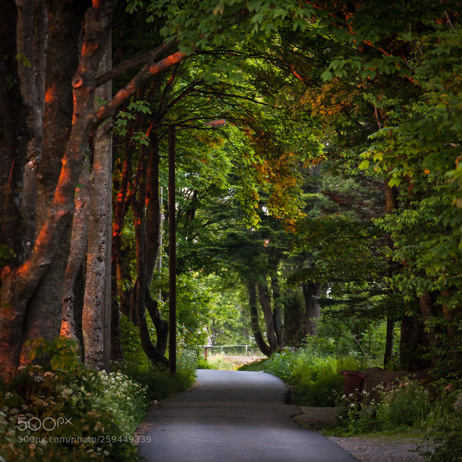 Canon EOS 5D Mark II sample photo. Forest hill photography