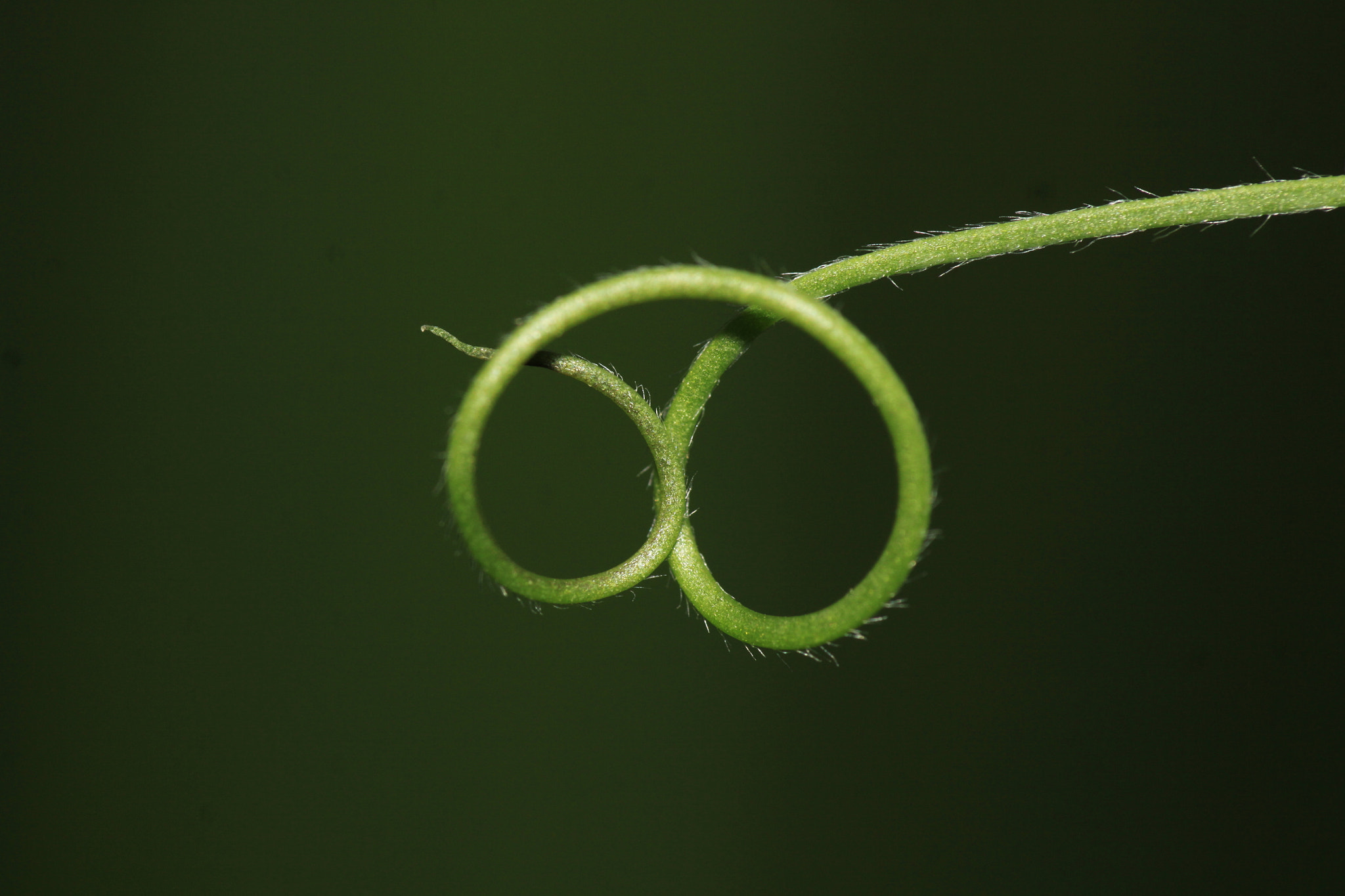 Canon EF 100mm F2.8 Macro USM sample photo. Natur art photography