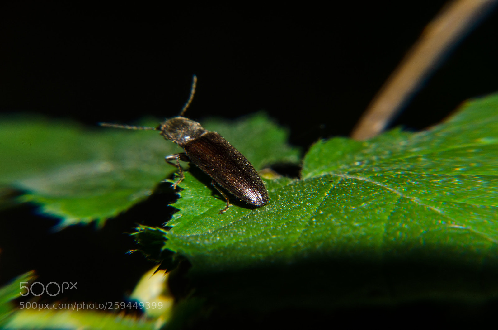 Nikon D5100 sample photo. 402 photography