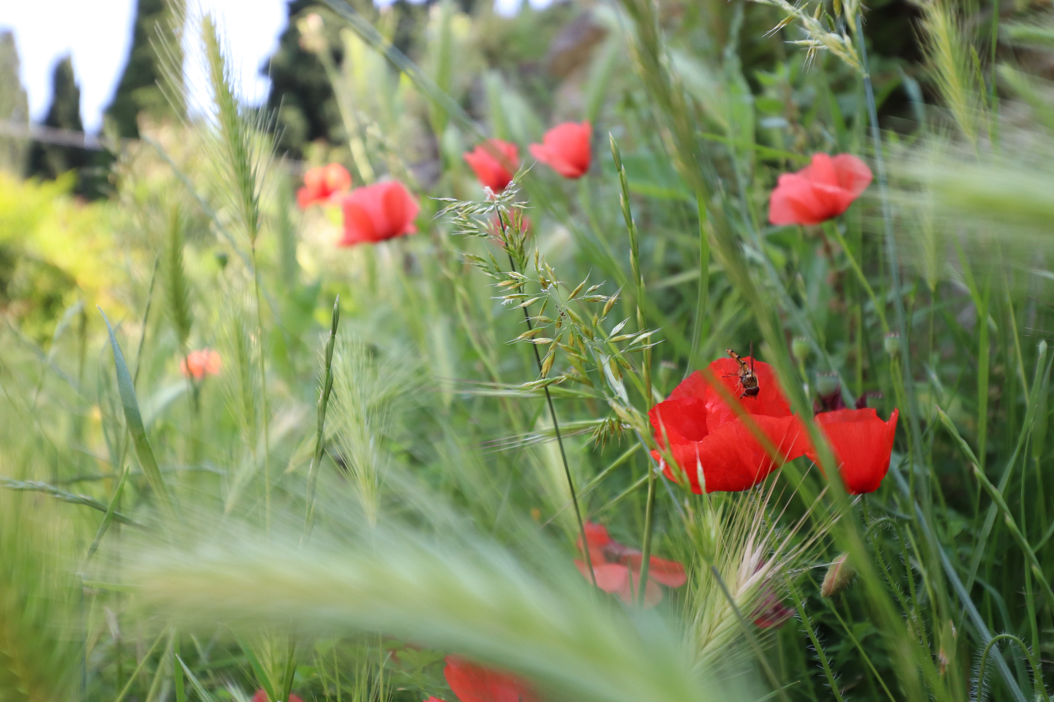 Canon EOS 77D (EOS 9000D / EOS 770D) sample photo