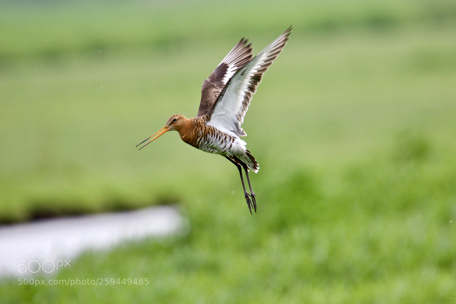 Canon EOS 7D Mark II sample photo. Godwit alarm - grutto photography