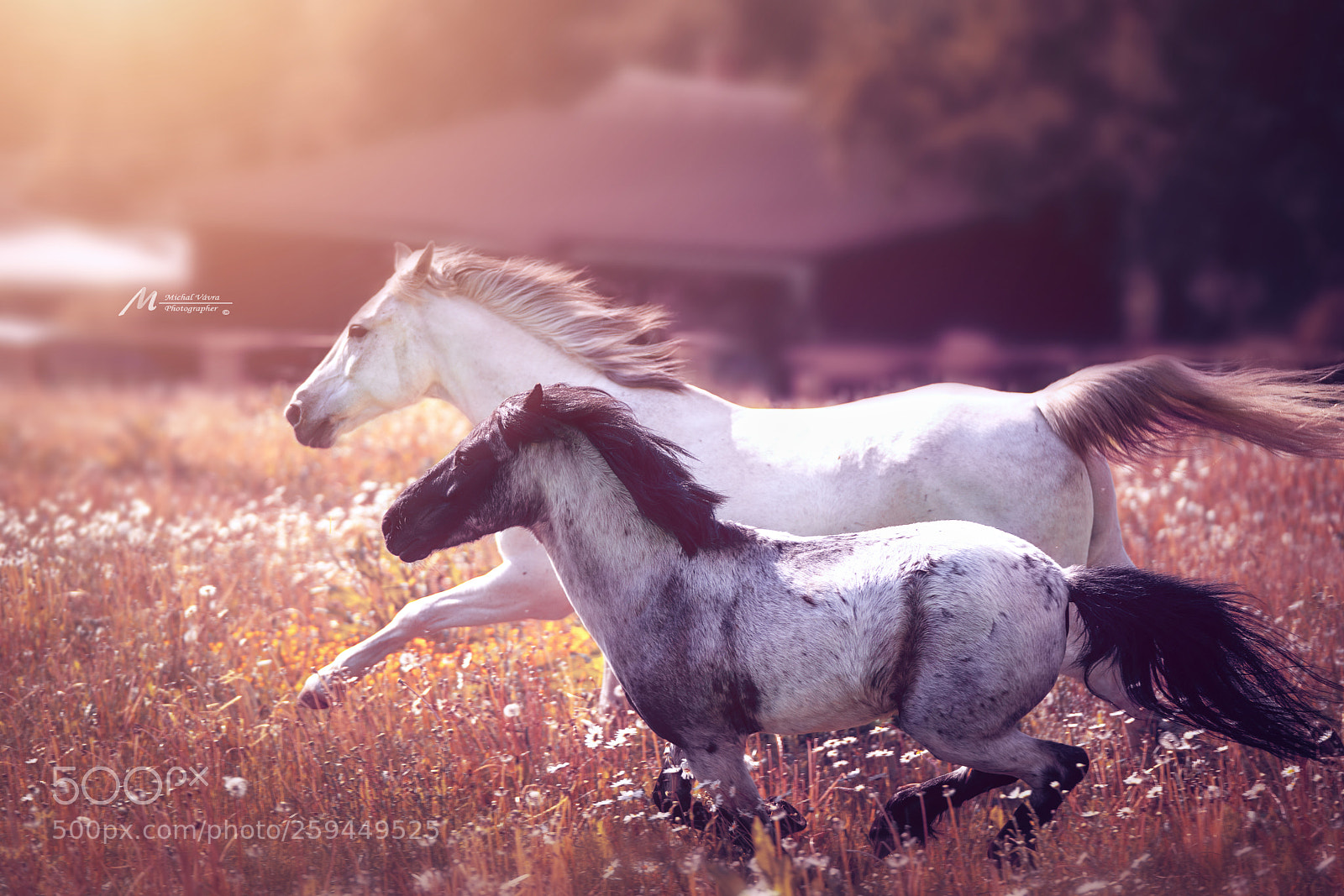 Sony a7R II sample photo. Two are more than photography