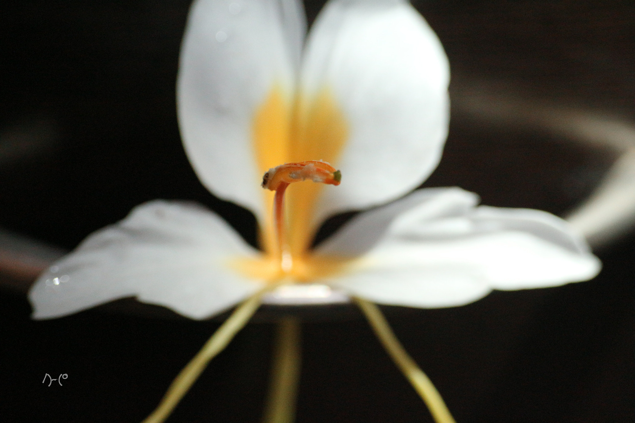 Canon EOS M10 sample photo. Ginger lily - pollen photography