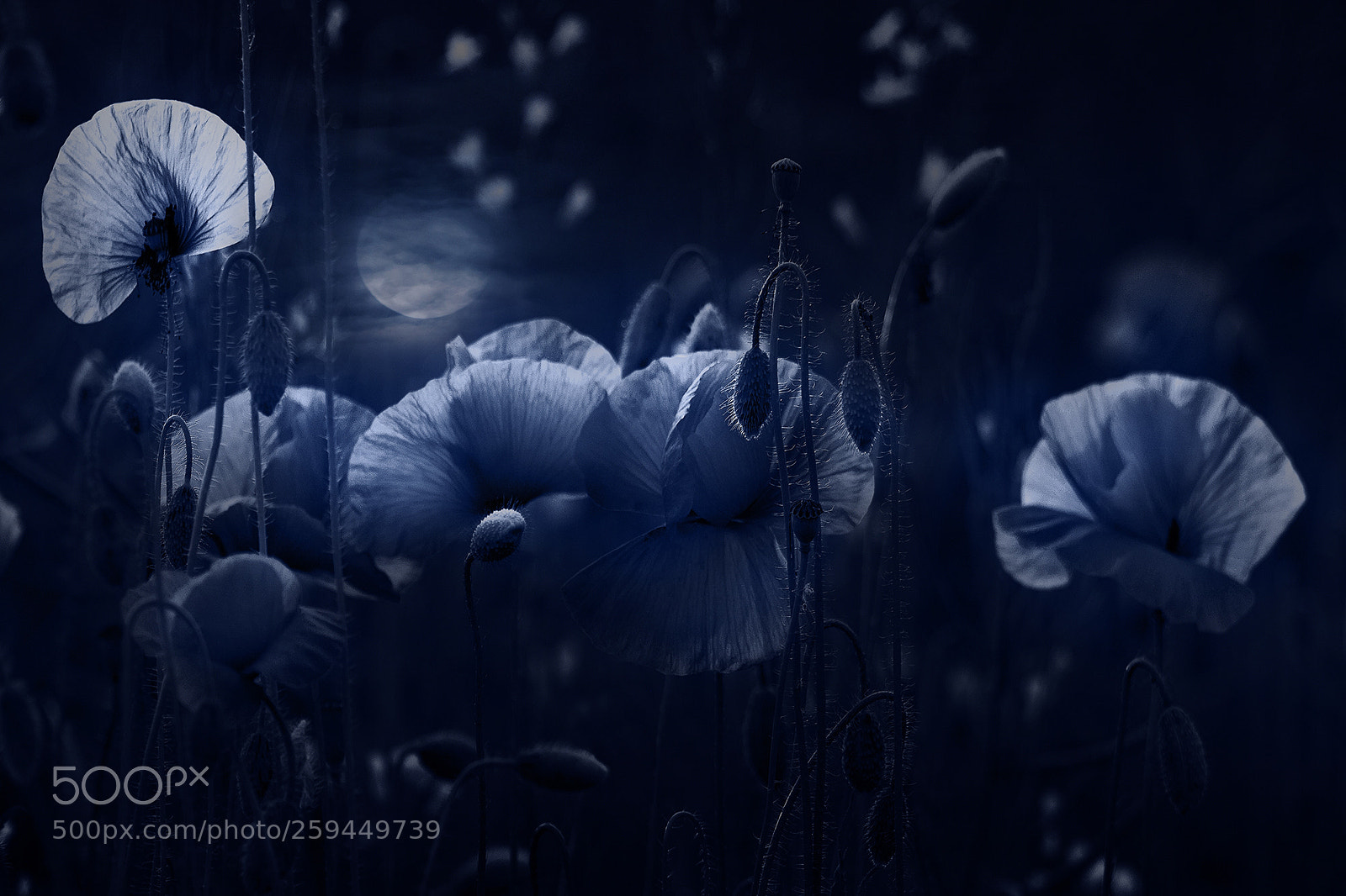 Canon EOS 60D sample photo. Mohn in blau photography