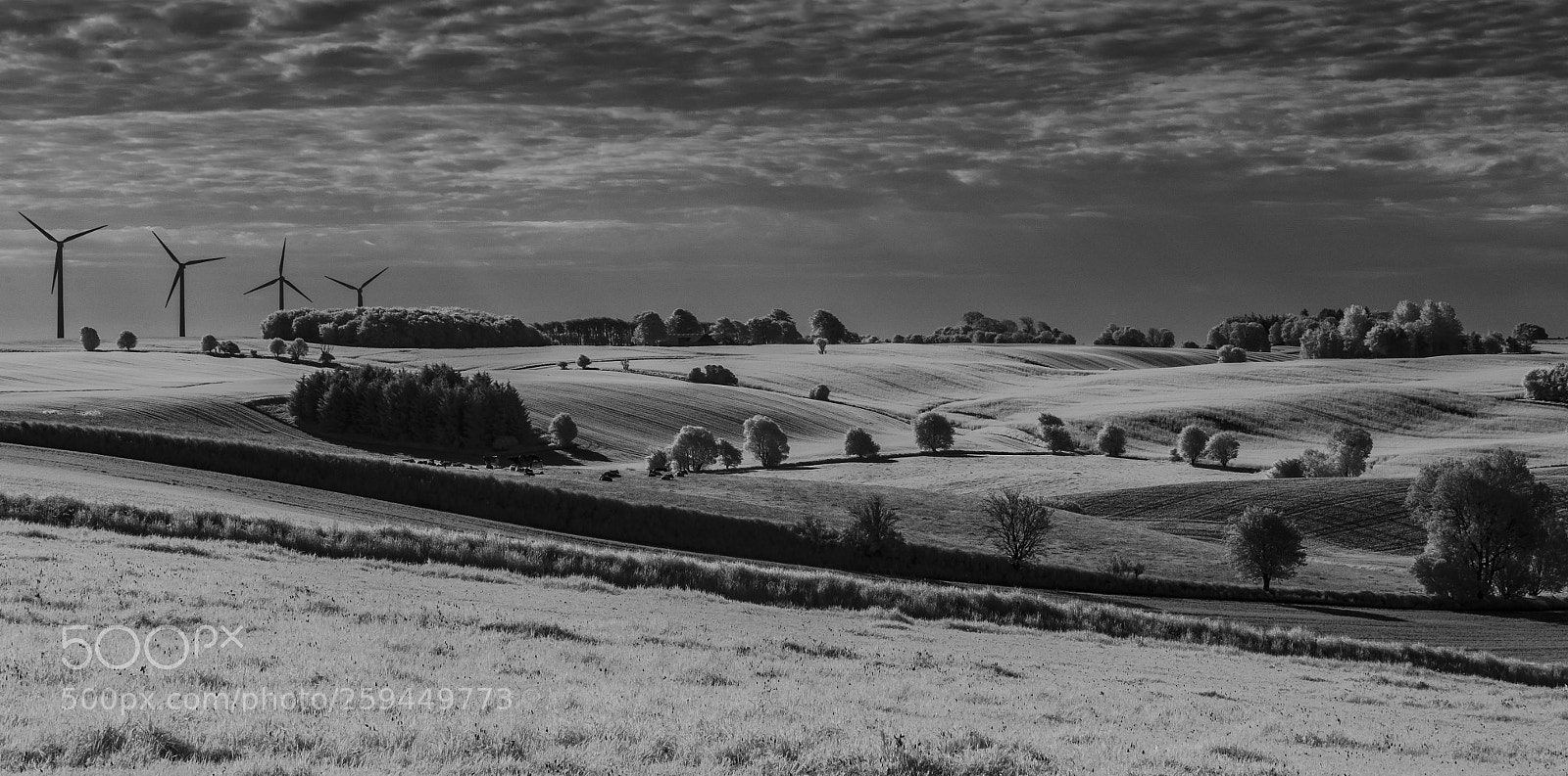 Nikon D7000 sample photo. Curvy landscape near viborg photography