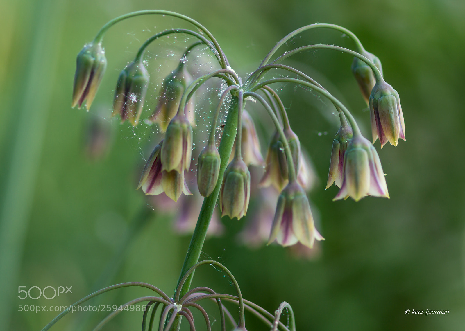 Sony SLT-A77 sample photo. Allium bulgaricum. photography