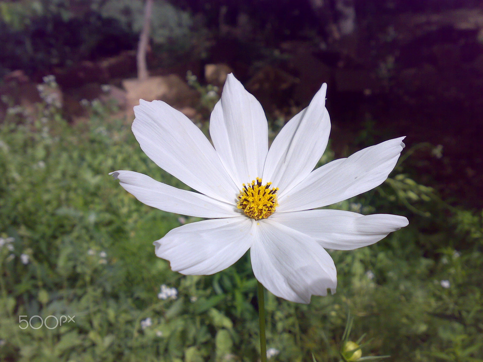 Nokia N73 sample photo. Zarnevis-flower1.jpg photography