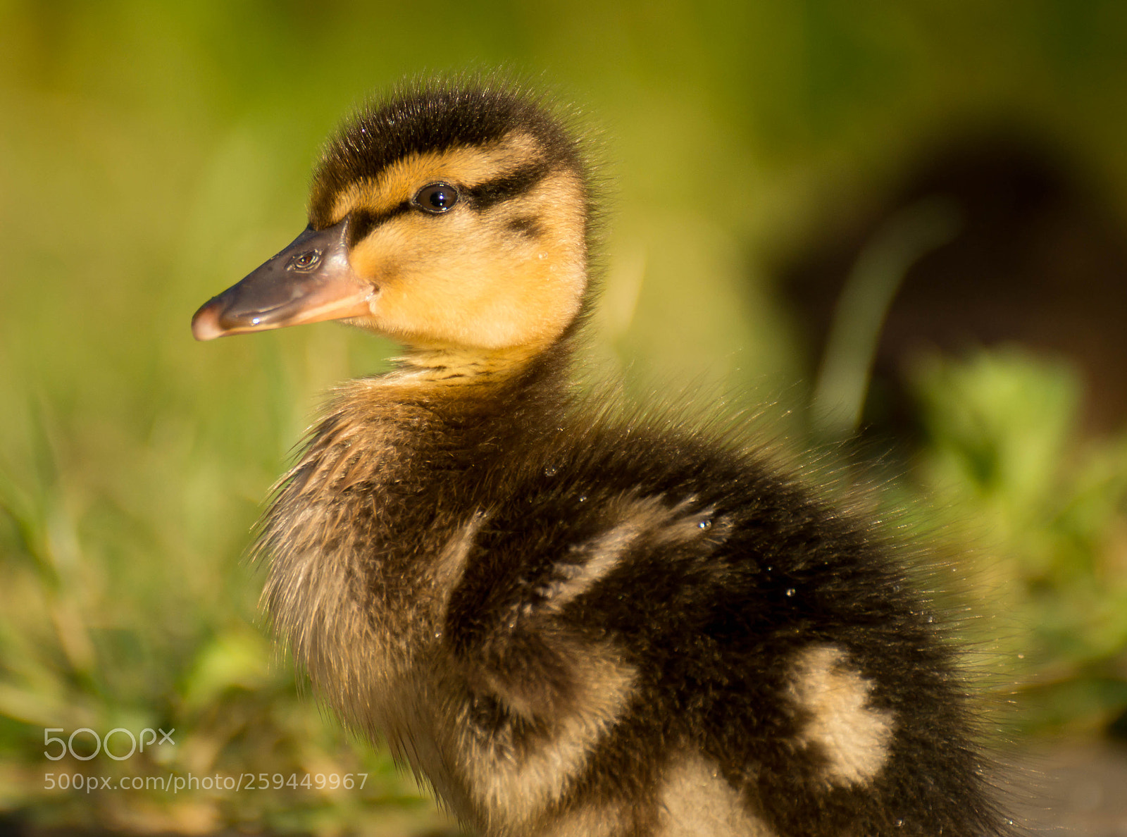 Sony SLT-A58 sample photo. Duckling portrait photography