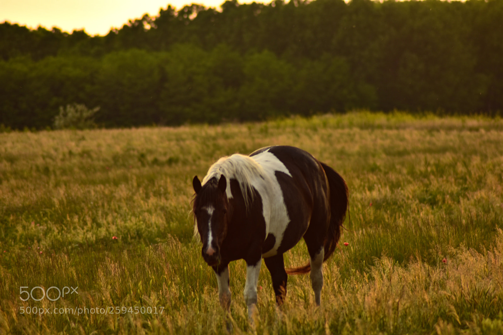 Nikon D7200 sample photo. Untitled photography