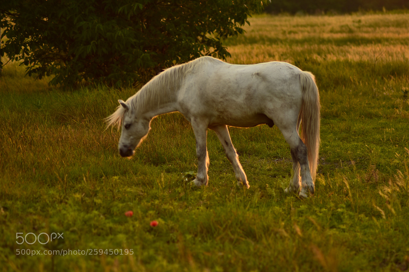 Nikon D7200 sample photo. Untitled photography