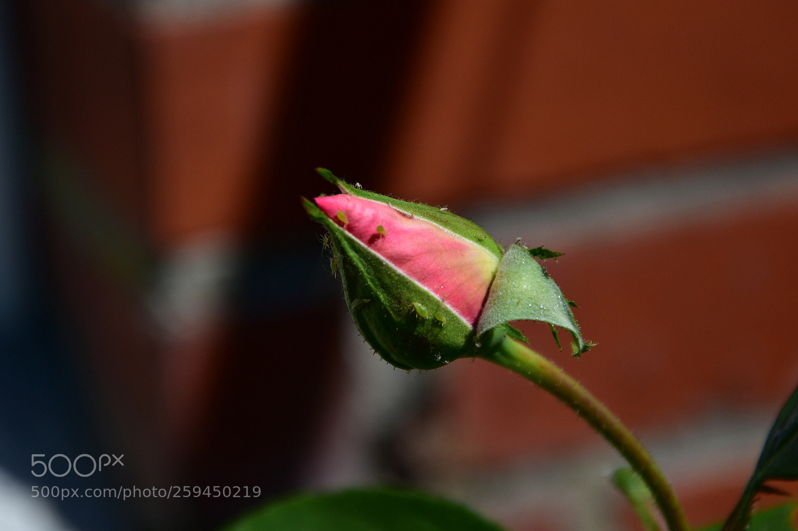 Nikon D7200 sample photo. Begin of loveiness photography