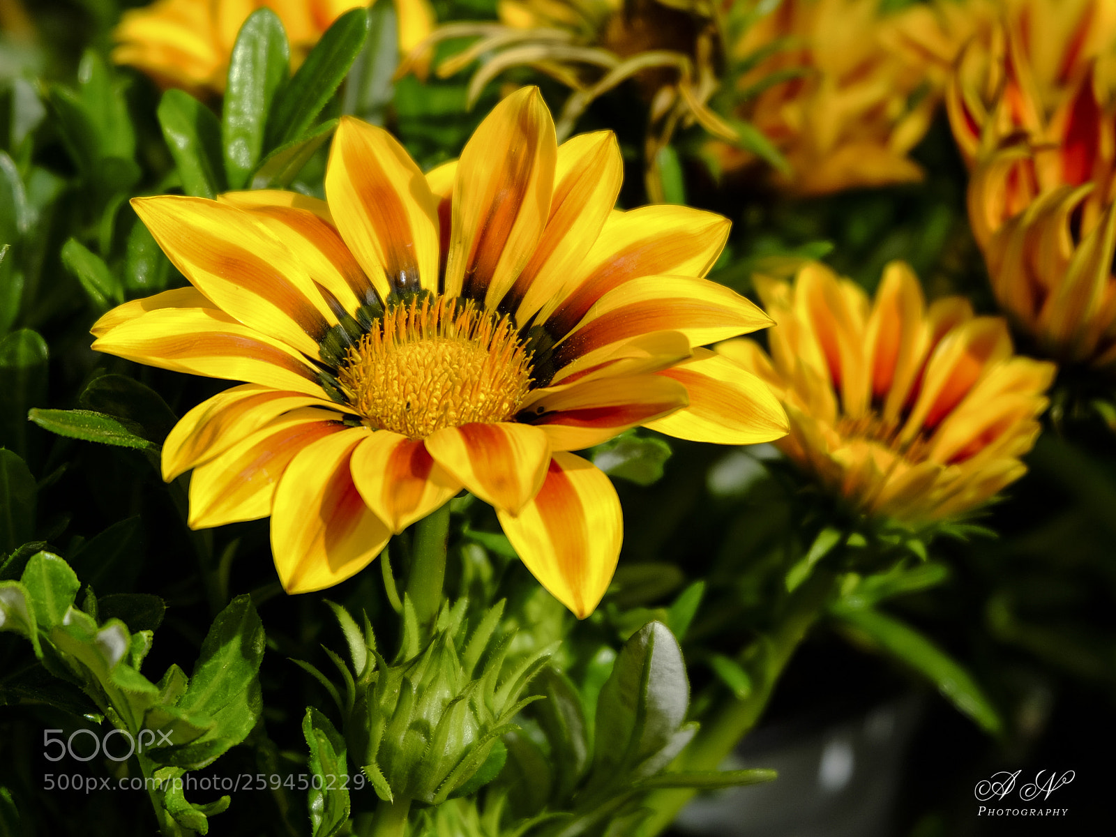Fujifilm X-T10 sample photo. Gazania photography