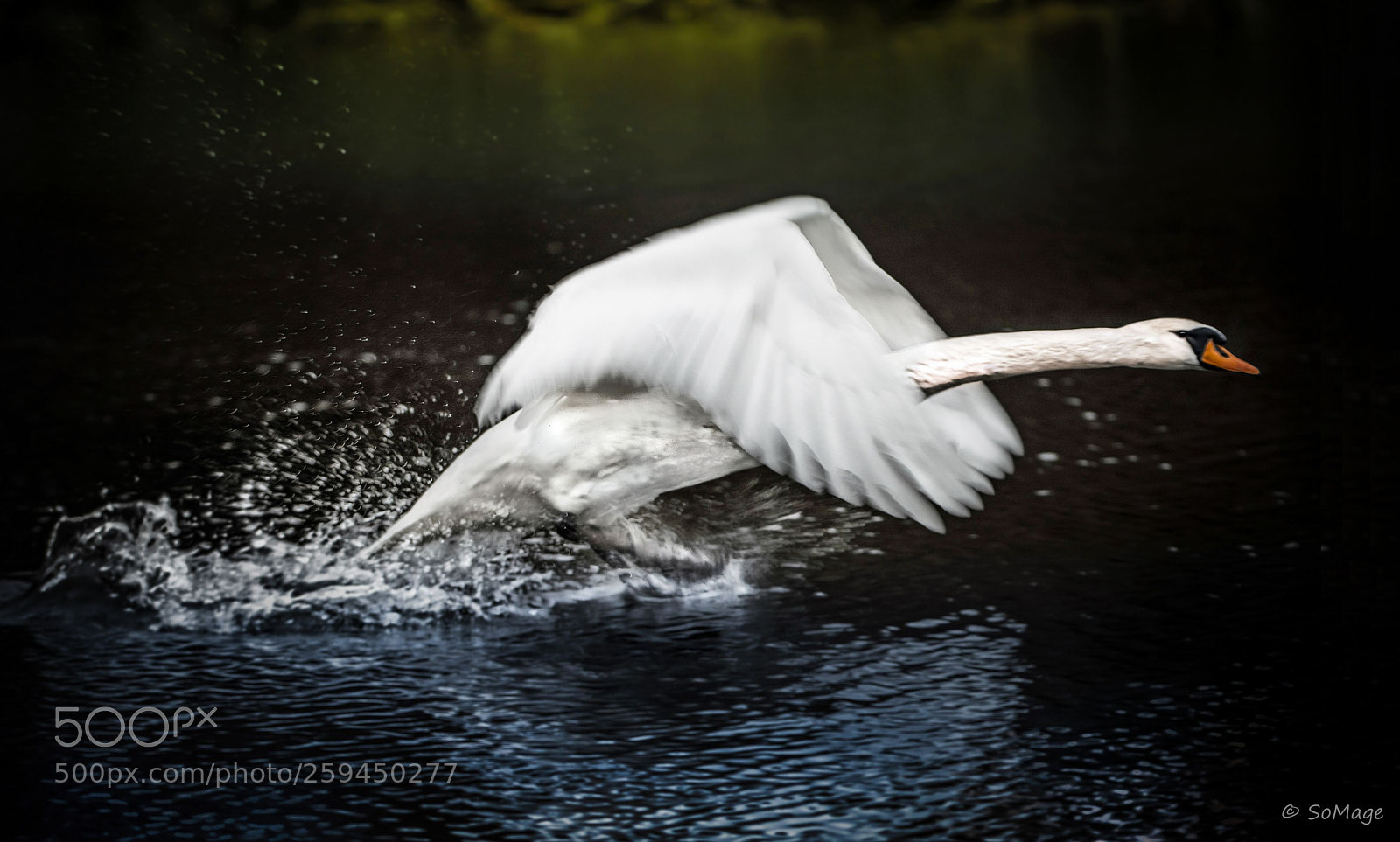 Nikon D800 sample photo. Water walk photography